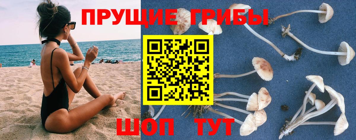 Псилоцибиновые грибы Psilocybe Сокол