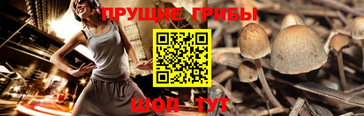 Сокол  даркнет сайт  Вход с VPN  Псилоцибиновые грибы прущие грибы 